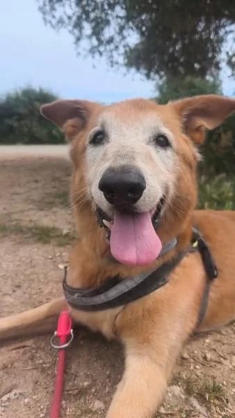 SIMBA (COSTE 0), male Golden Retriever for adoption at SPAC – Societat Protectora d