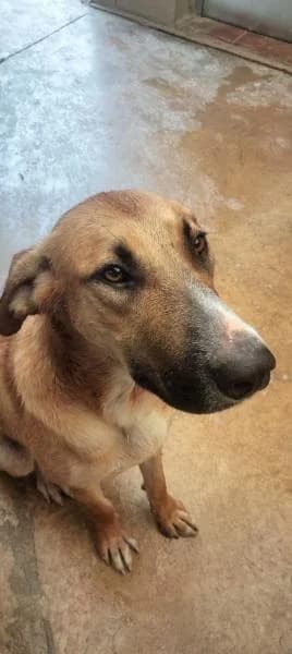 VALKIRIA, female mixed breed for adoption at SPAC – Societat Protectora d