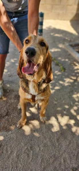 TEX, female mixed breed for adoption at SPAC – Societat Protectora d