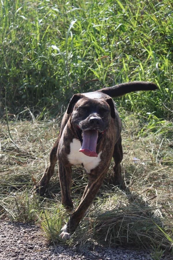 Mac,  Mixed Breed for adoption at S.P.A.M.A. Safor