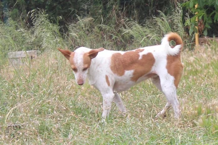 Daima,  Mixed Breed for adoption at S.P.A.M.A. Safor