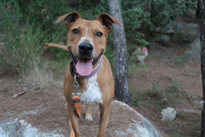Chiara,  Mixed Breed for adoption at S.P.A.M.A. Safor