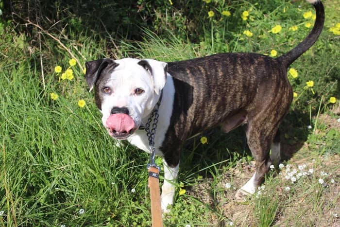 Kaiser, Mixed Breed (S.P.A.M.A. Safor)