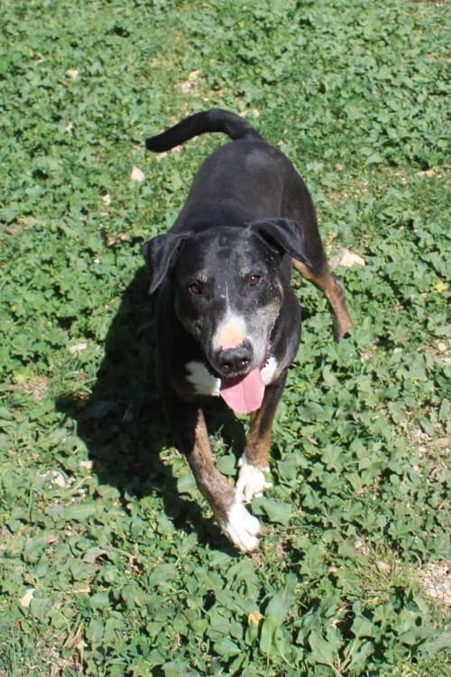 Carlos, Mixed Breed (S.P.A.M.A. Safor)