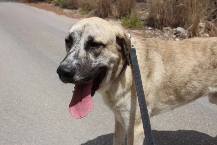 Wilson, Mixed Breed (S.P.A.M.A. Safor)