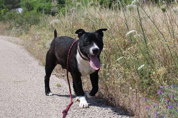 Cobey, Mixed Breed (S.P.A.M.A. Safor)