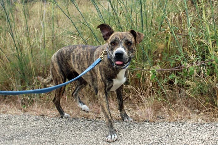 Malina, Mixed Breed (S.P.A.M.A. Safor)