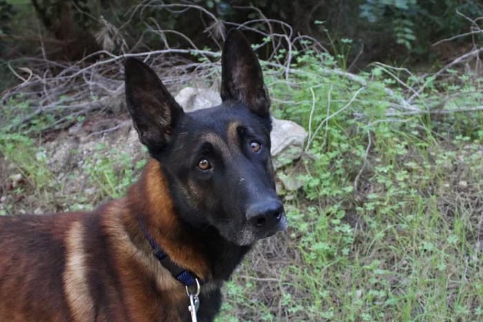 Tarlak, Mixed Breed (S.P.A.M.A. Safor)