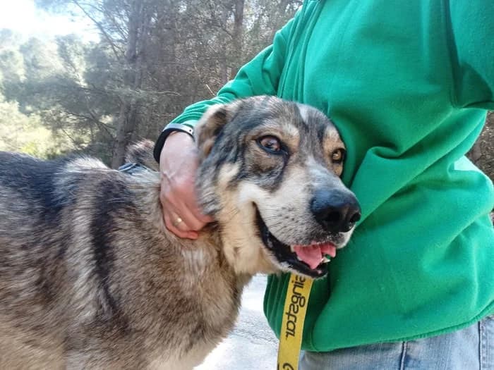Akira, Mixed Breed (S.P.A.M.A. Safor)