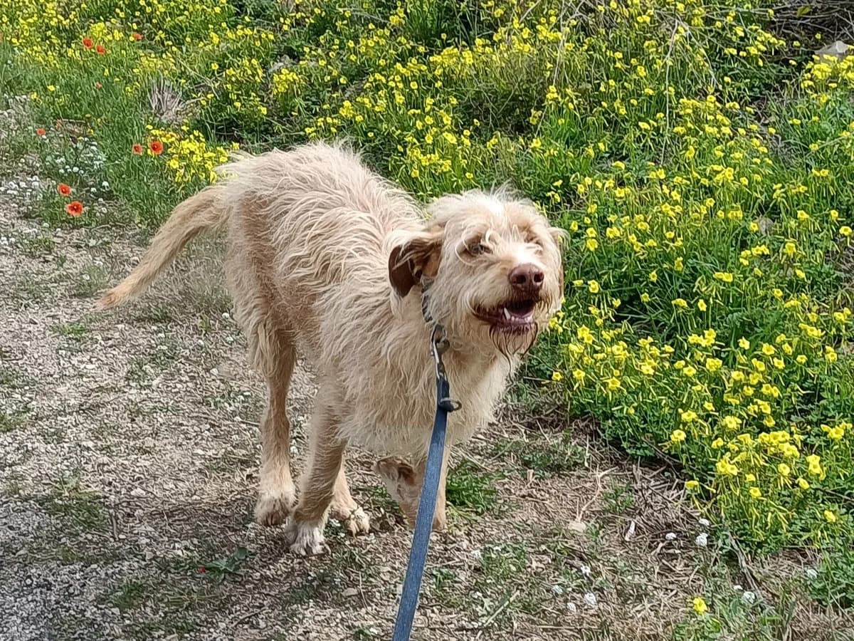Yako, Mixed Breed (S.P.A.M.A. Safor)