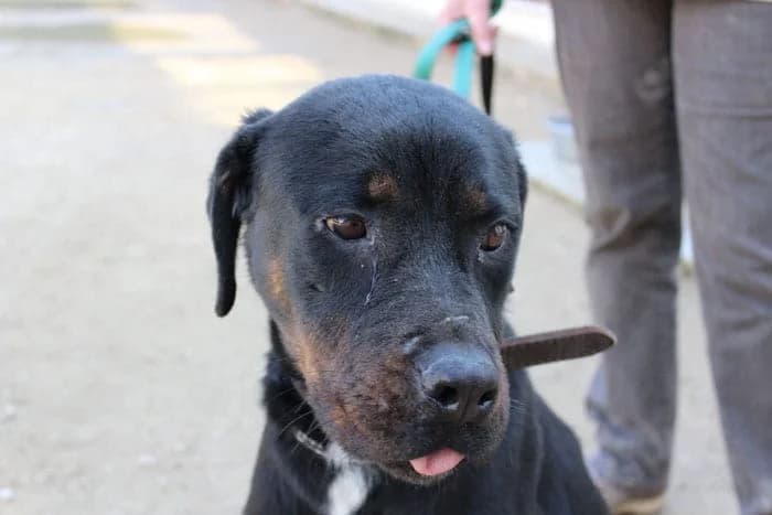 Magena, Mixed Breed (S.P.A.M.A. Safor)