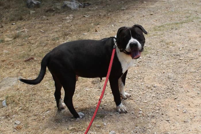 Thor – Luke,  Mixed Breed for adoption at S.P.A.M.A. Safor