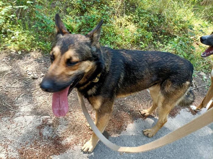 Cesar, Mixed Breed (S.P.A.M.A. Safor)
