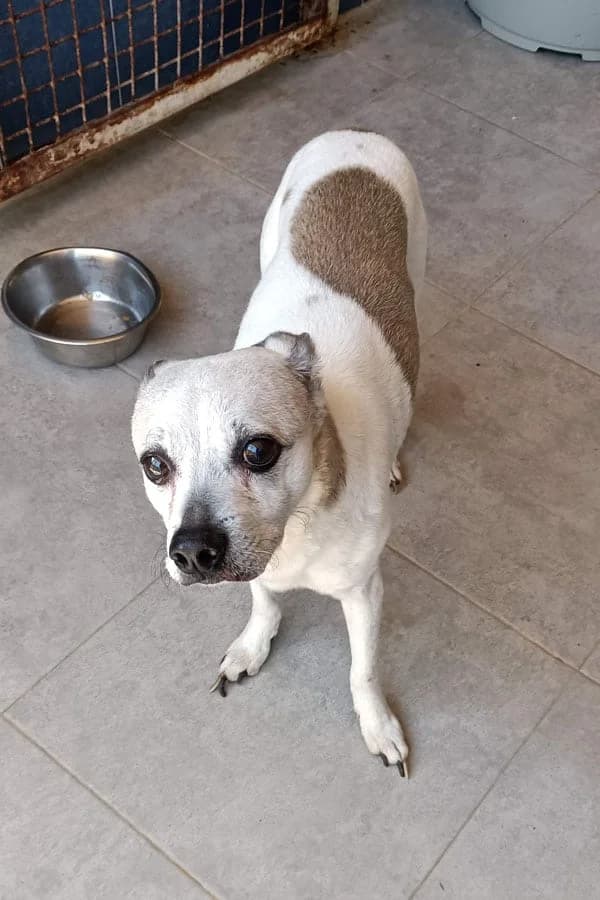 Paule, Mixed Breed (S.P.A.M.A. Safor)