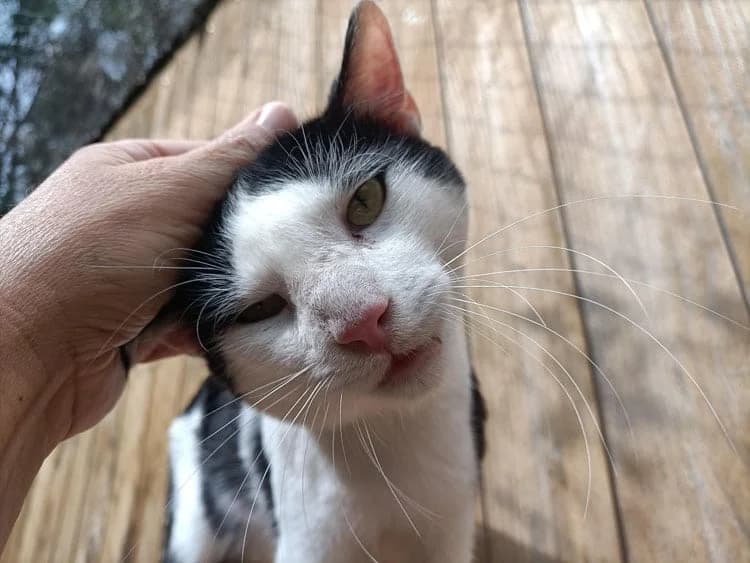 Pitu, Mixed Breed for adoption at S.P.A.M.A. Safor