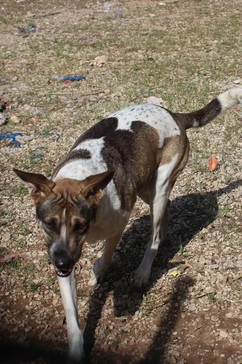 Tron, Mixed Breed (S.P.A.M.A. Safor)