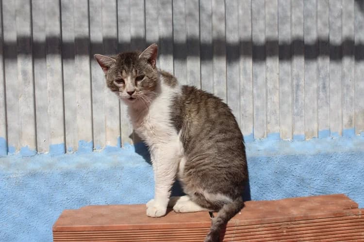 Egon, Mixed Breed for adoption at S.P.A.M.A. Safor