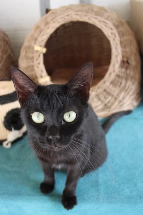 Pinky, Mixed Breed for adoption at S.P.A.M.A. Safor