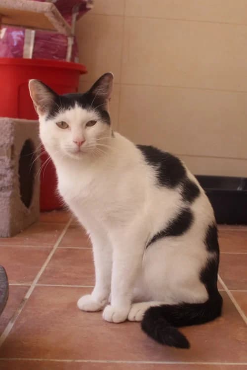 Oliver,  Mixed Breed for adoption at S.P.A.M.A. Safor