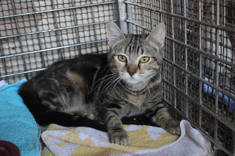 Anya, Mixed Breed (S.P.A.M.A. Safor)