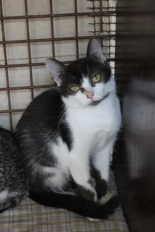 Aurora, Mixed Breed (S.P.A.M.A. Safor)