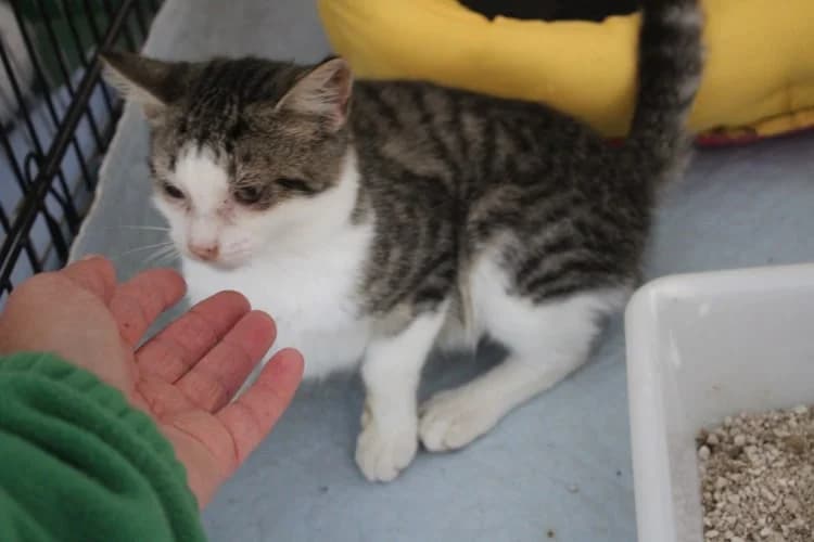 Smoothy, Mixed Breed (S.P.A.M.A. Safor)