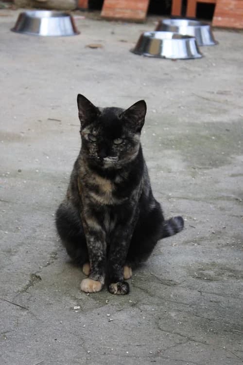 Carolina, Mixed Breed (S.P.A.M.A. Safor)