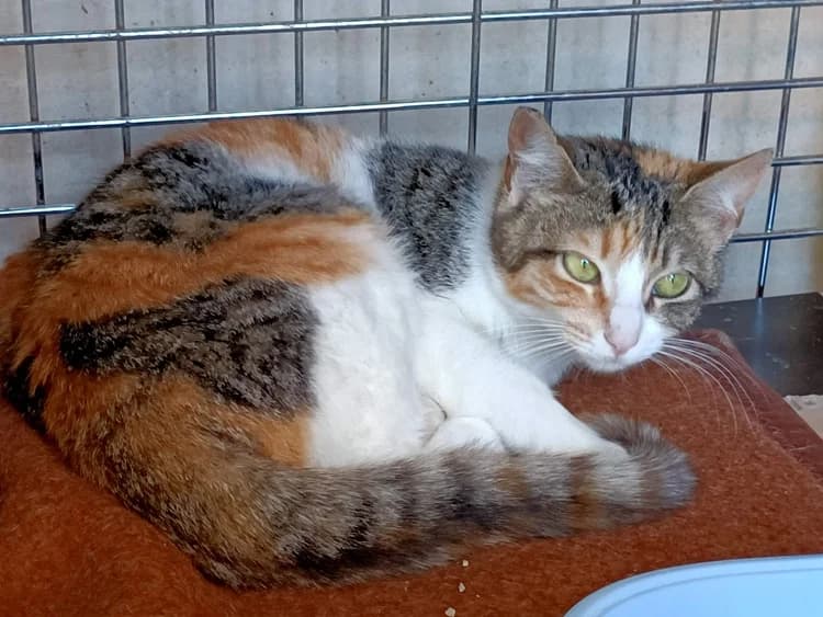 Aisha, Mixed Breed (S.P.A.M.A. Safor)