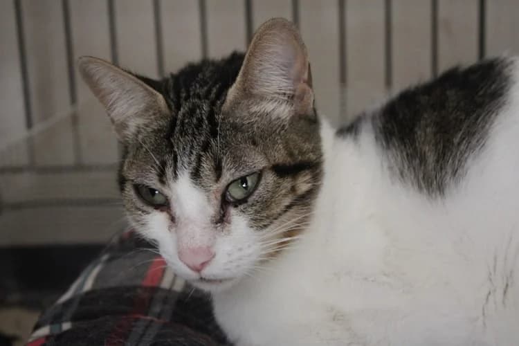Maika, Mixed Breed (S.P.A.M.A. Safor)