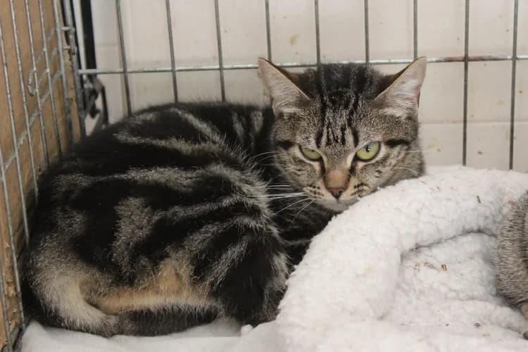 Natascha, Mixed Breed (S.P.A.M.A. Safor)