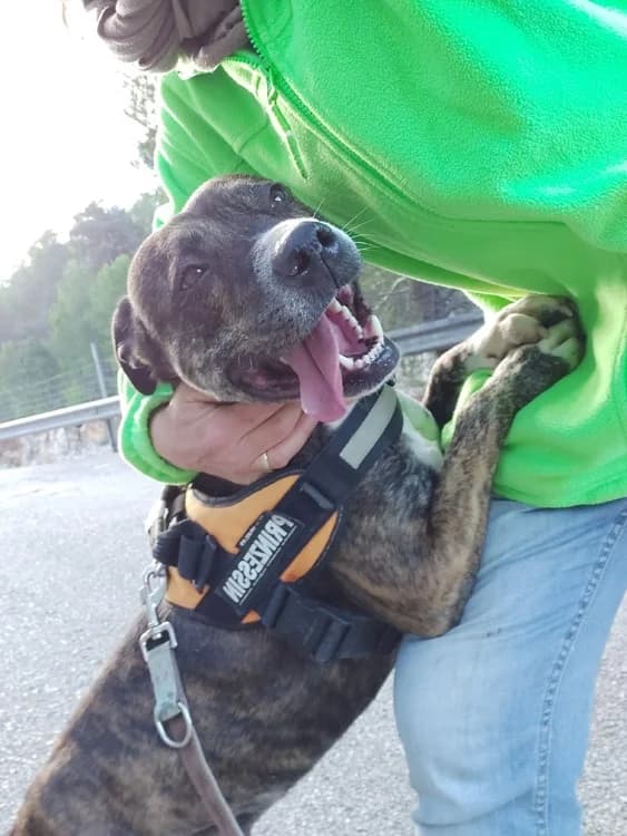 Mois, Mixed Breed (S.P.A.M.A. Safor)