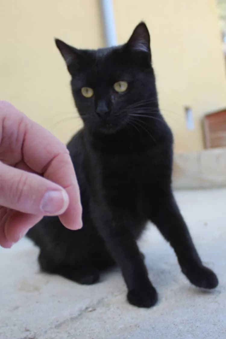 Larry, Mixed Breed (S.P.A.M.A. Safor)