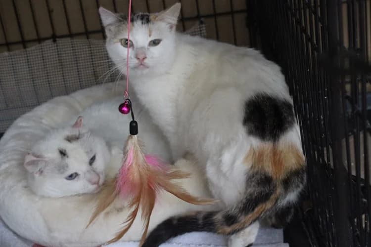 Palma, Mixed Breed (S.P.A.M.A. Safor)