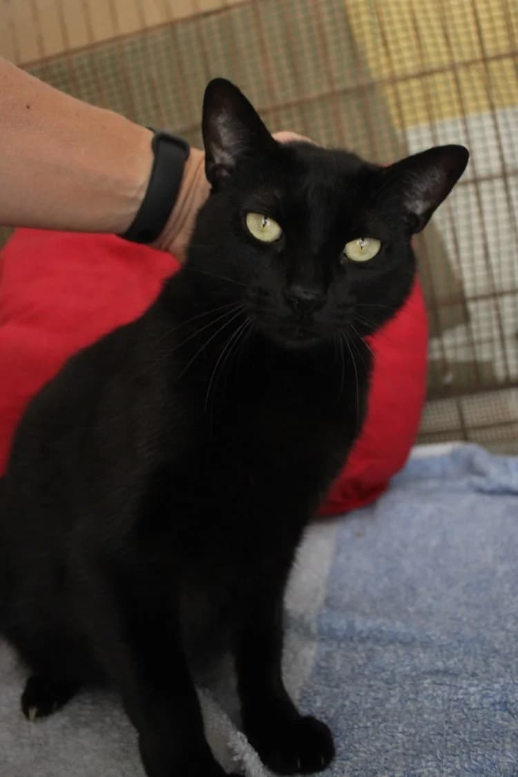 Elsa, Mixed Breed (S.P.A.M.A. Safor)