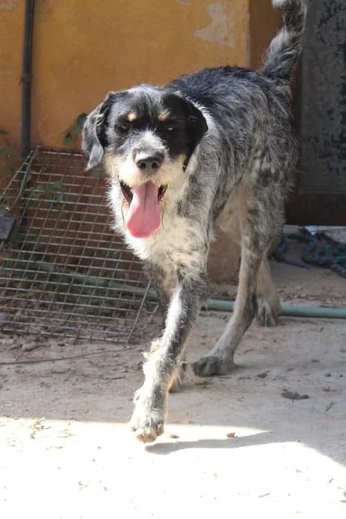Rudi, Mixed Breed (S.P.A.M.A. Safor)