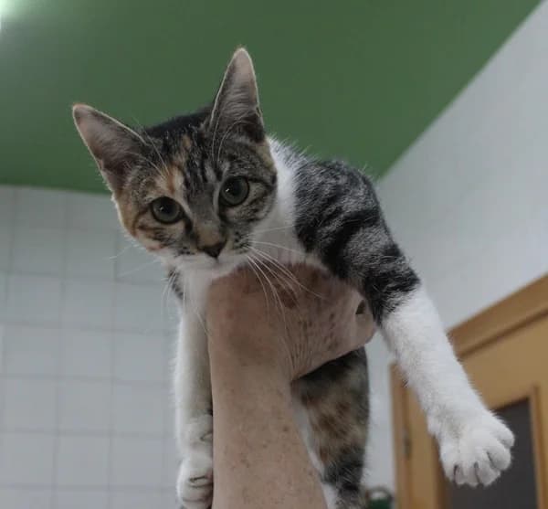 Nuria, Mixed Breed (S.P.A.M.A. Safor)