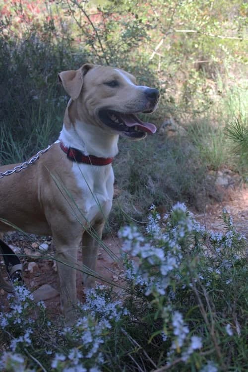 Mexx, Mixed Breed (S.P.A.M.A. Safor)