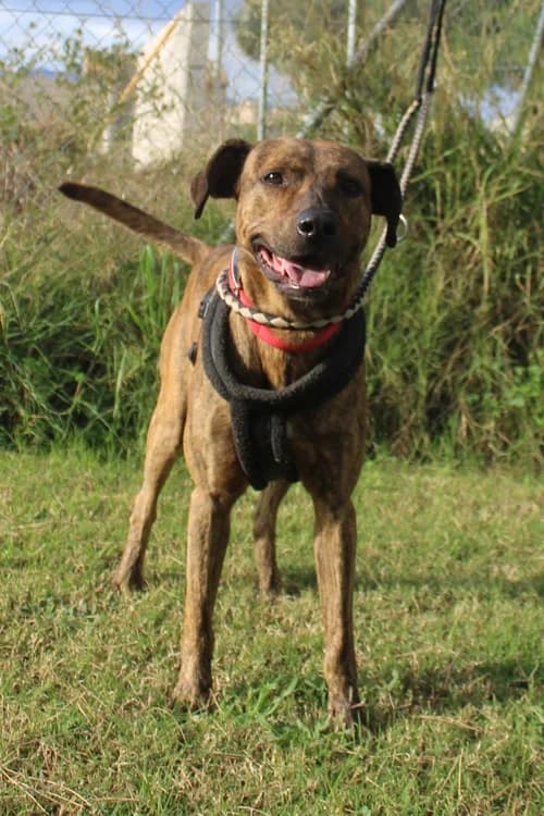 Bruce, Mixed Breed (S.P.A.M.A. Safor)