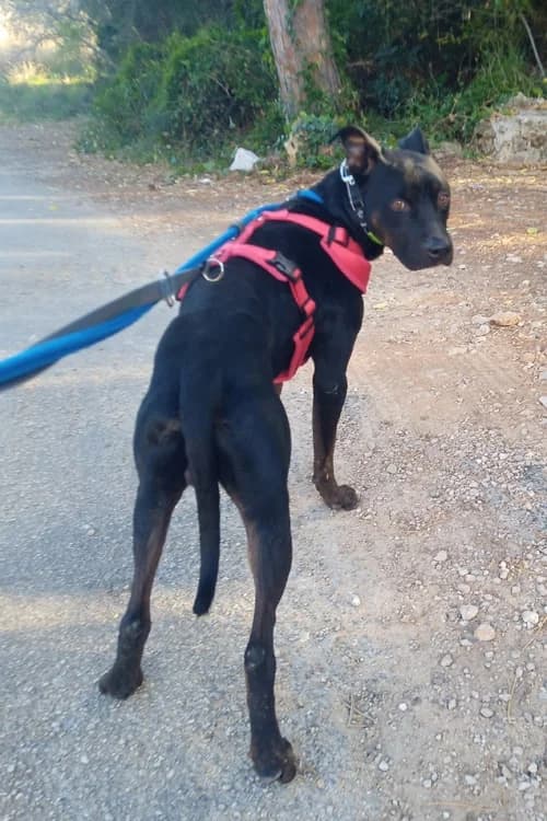LUCA, Mixed Breed (S.P.A.M.A. Safor)