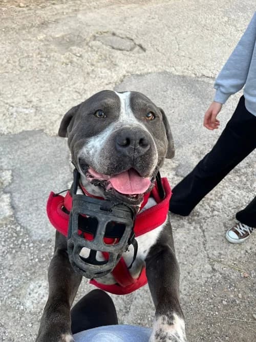 ACE, Mixed Breed (S.P.A.M.A. Safor)