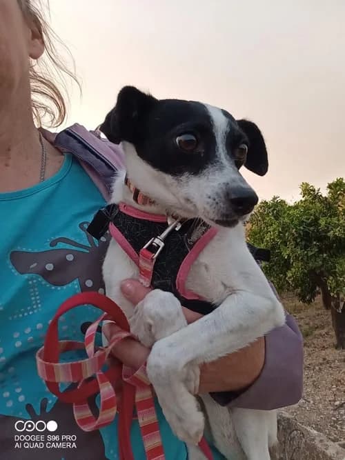 Honey, Mixed Breed (S.P.A.M.A. Safor)