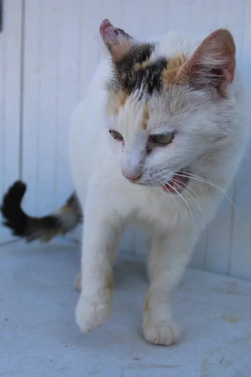 Zelda, Mixed Breed (S.P.A.M.A. Safor)