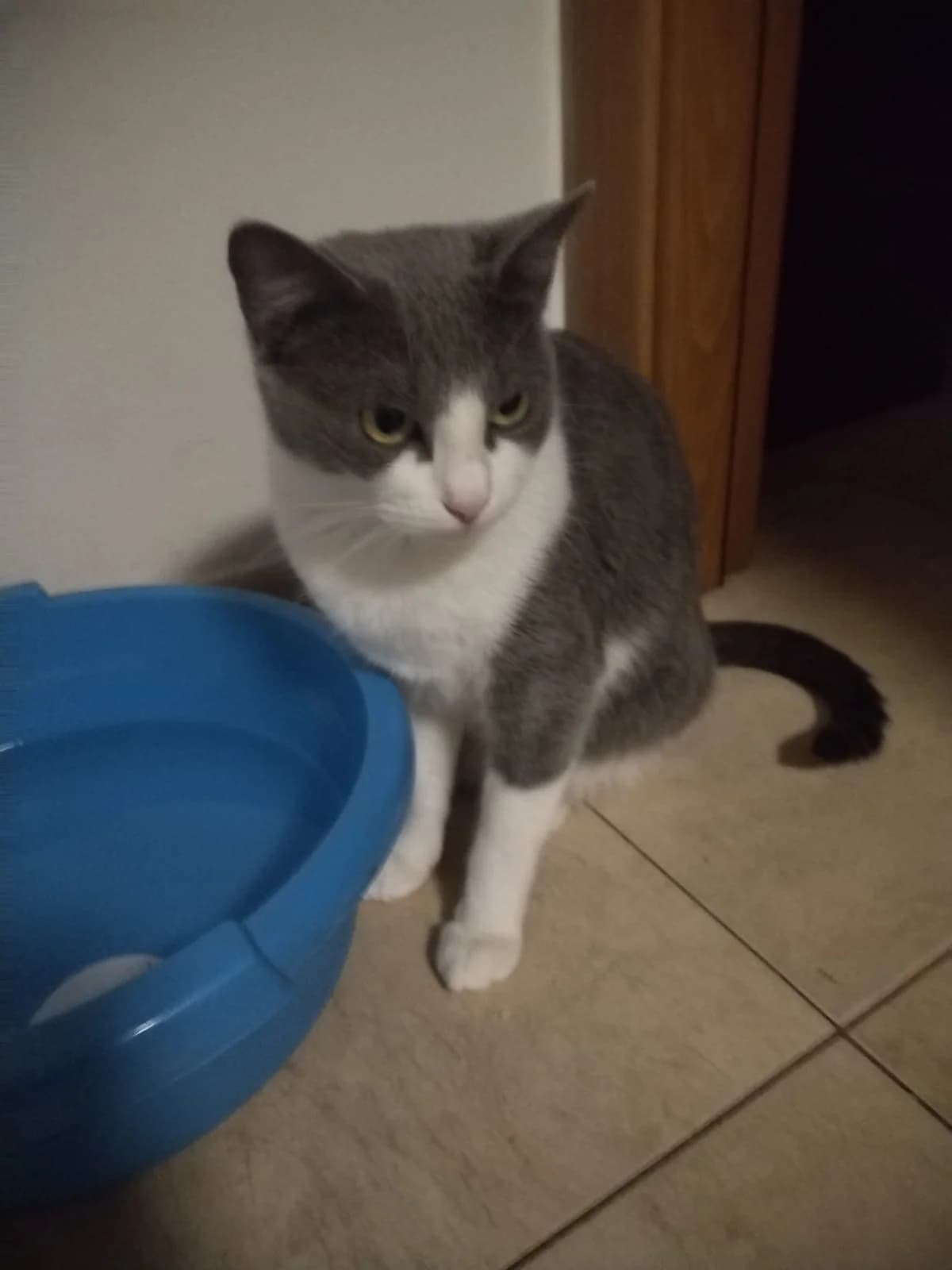 Gala, Mixed Breed (S.P.A.M.A. Safor)