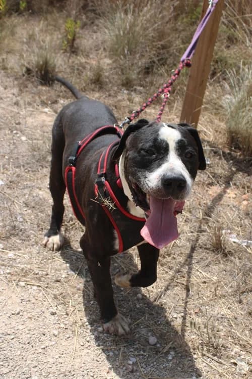 Thor, Mixed Breed (S.P.A.M.A. Safor)