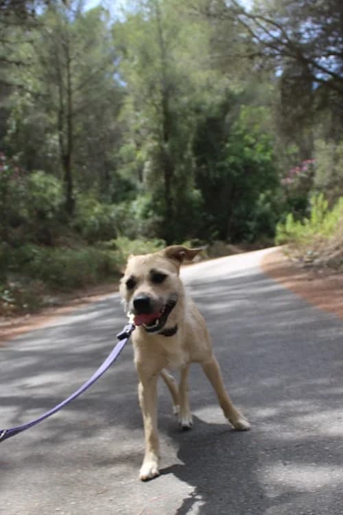 EVA, Mixed Breed (S.P.A.M.A. Safor)