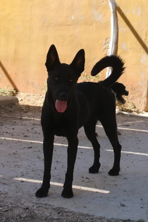 Nelli, Mixed Breed (S.P.A.M.A. Safor)