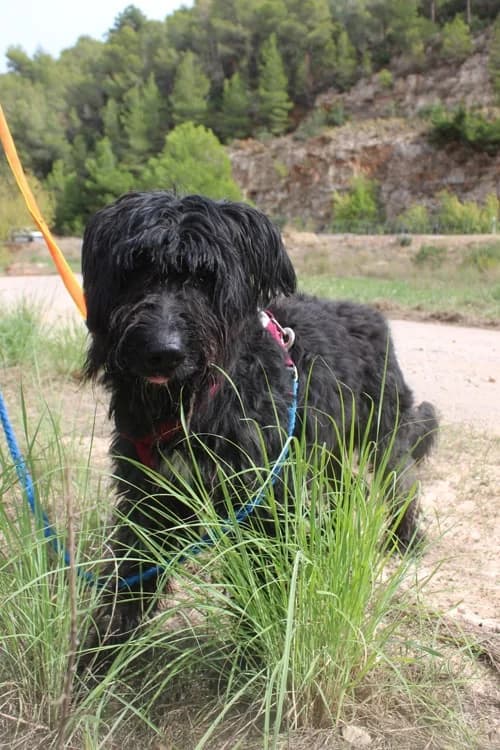 Miro, Mixed Breed (S.P.A.M.A. Safor)