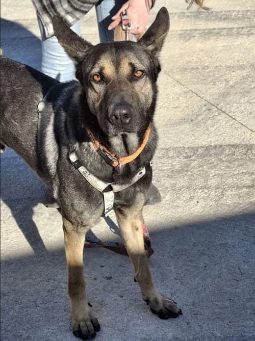 Pepe, Mixed Breed (S.P.A.M.A. Safor)