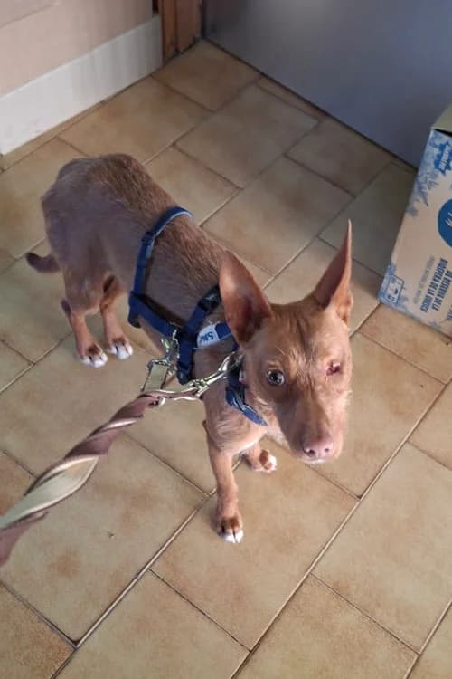 Sally / Esperanza, Mixed Breed (S.P.A.M.A. Safor)