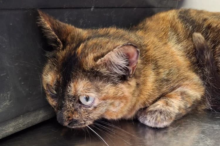 Samira, Mixed Breed (S.P.A.M.A. Safor)